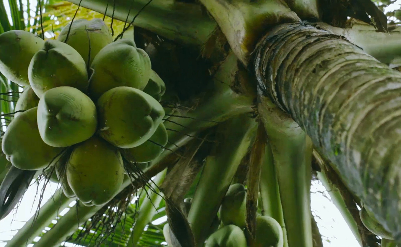ヤシ科の熱帯植物であるココナッツには千通りもの使用用途があるといわれています。